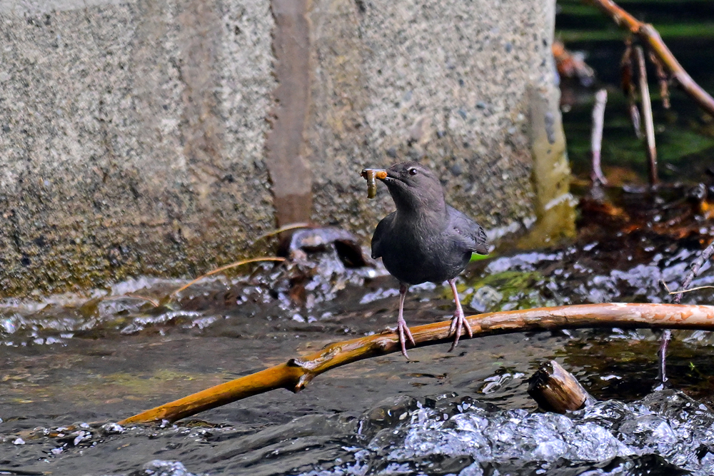 American Dipper American Dipper